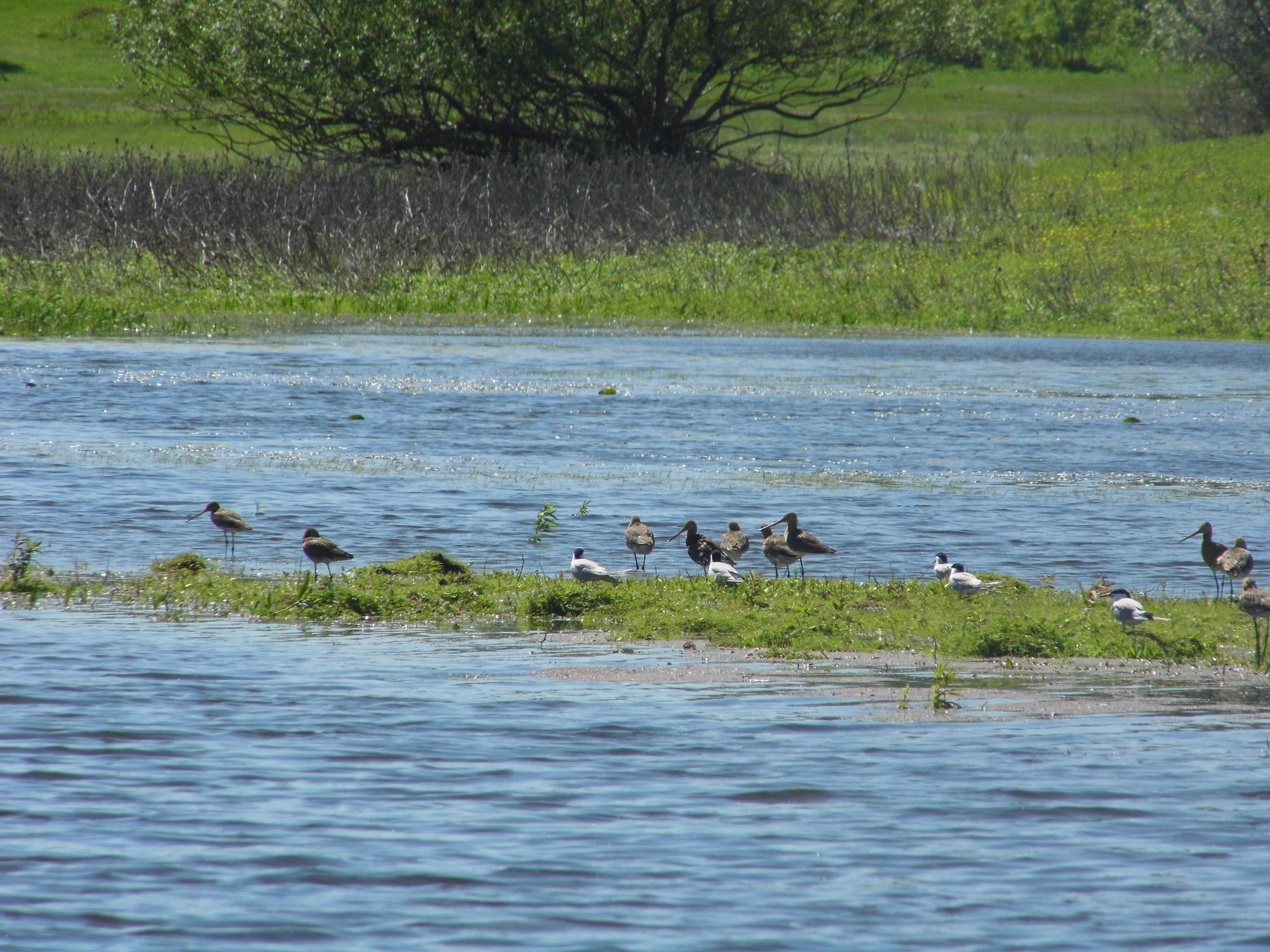 Migratory waders.